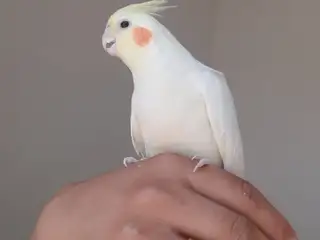 جوره عروس هلندی نر  سخنگو صدا قناری بلبل میخونه