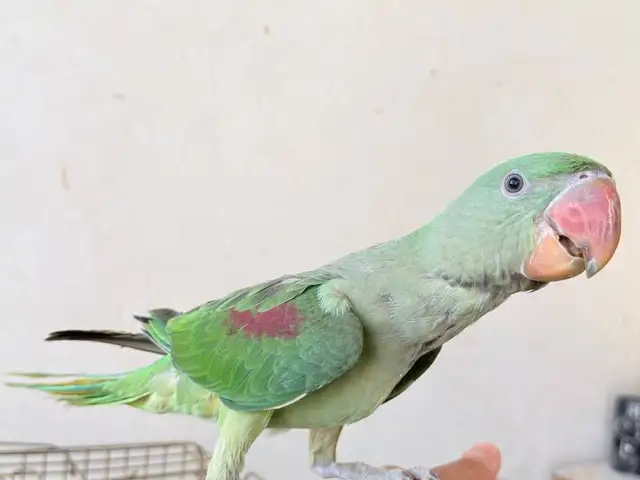 جوجه شاه طوطی